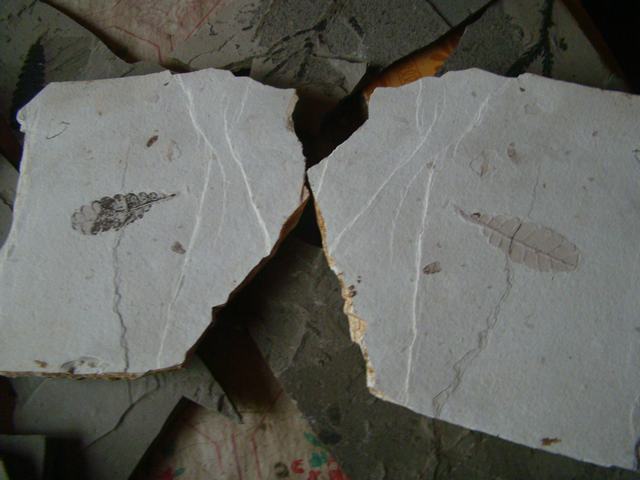 DSC03278.JPG