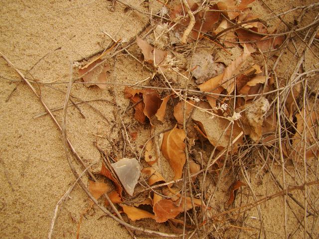 DSC03558.JPG