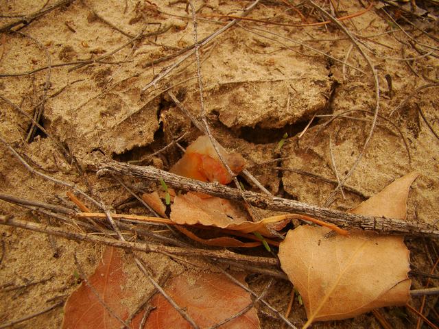 DSC03575.JPG