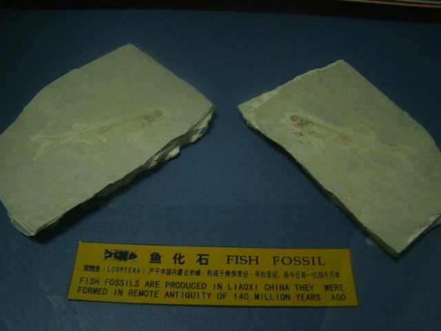 DSC03755.JPG