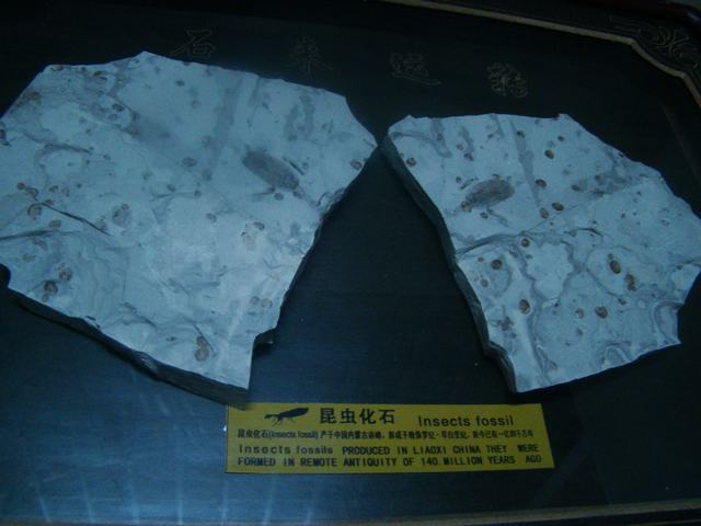 DSC03752.JPG