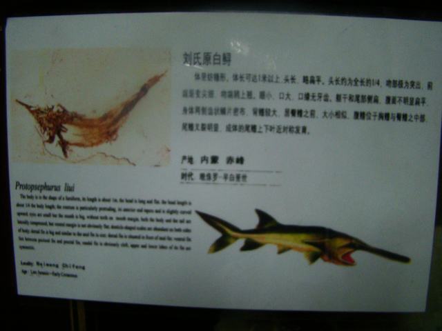 DSC03764.JPG