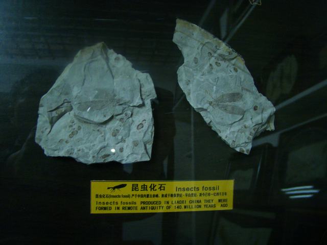 DSC03772.JPG