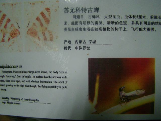 DSC03775.JPG