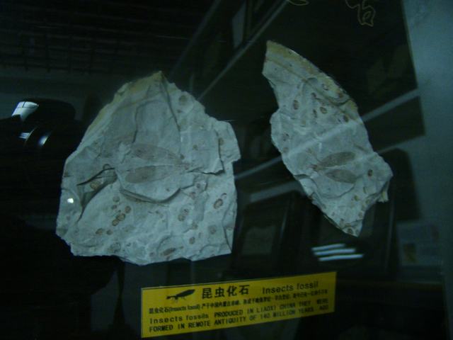 DSC03769.JPG