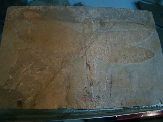 DSC03778.JPG