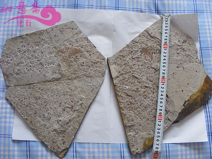 DSCF2095.jpg