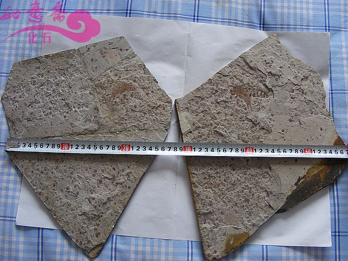 DSCF2094.jpg