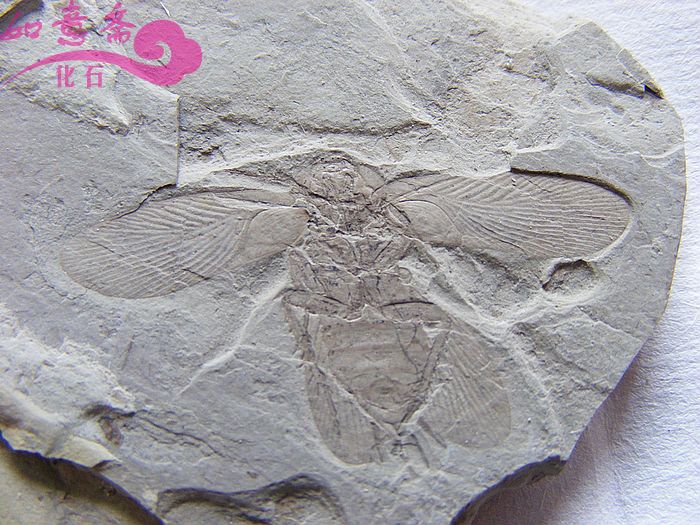 DSCF2090.jpg