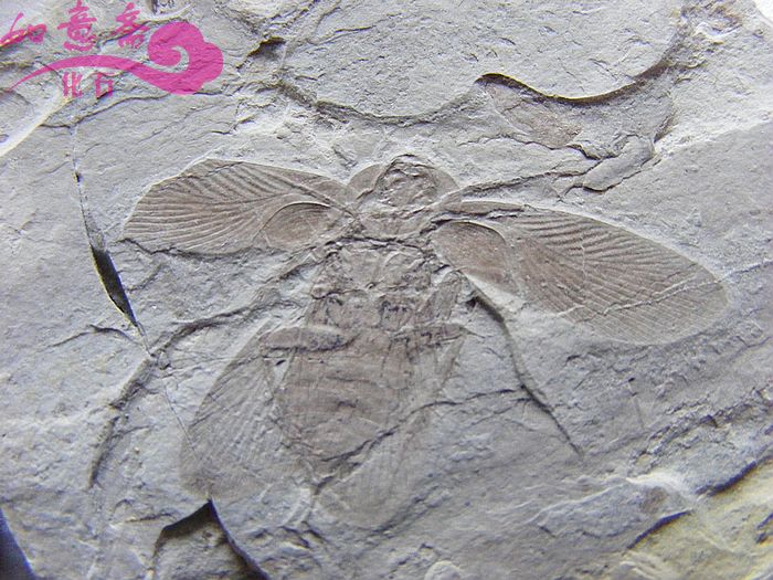 DSCF2089.jpg