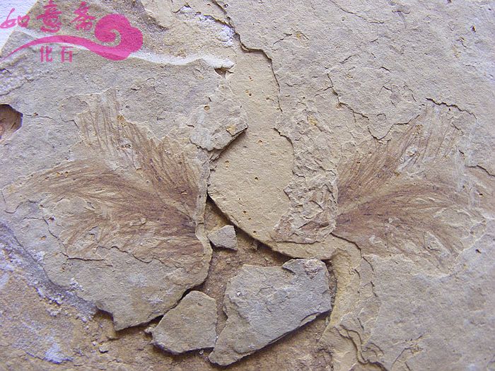 DSCF2092.jpg