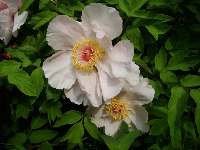 DSC05244.JPG