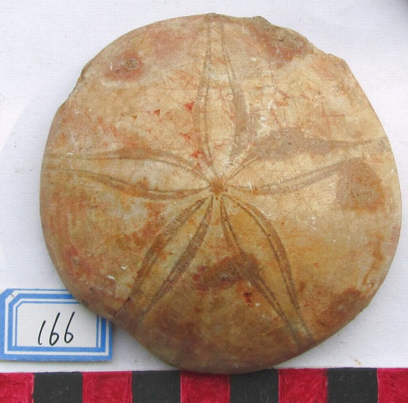 166.jpg