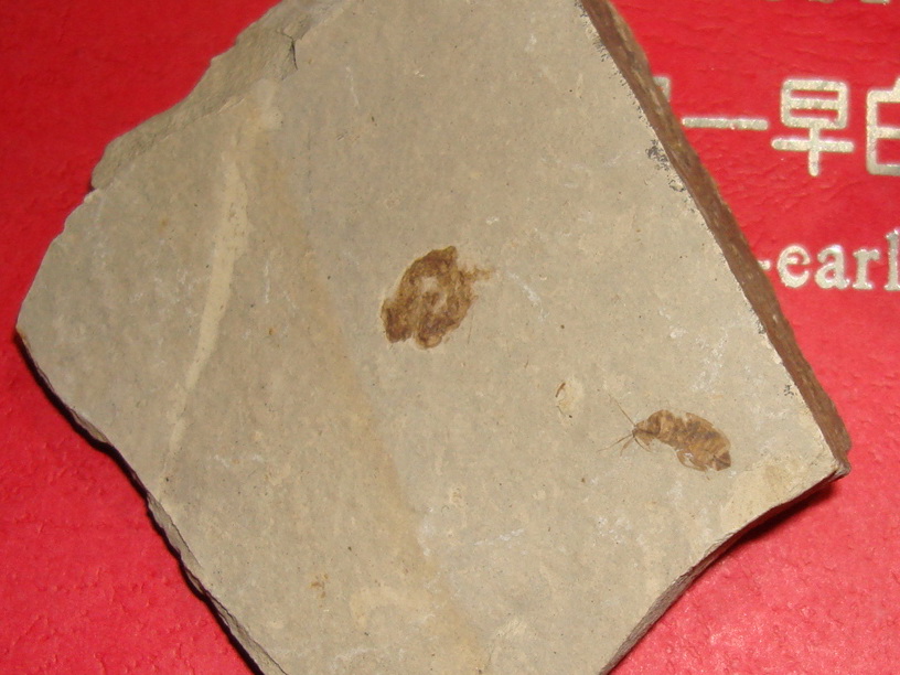 DSC06996.jpg