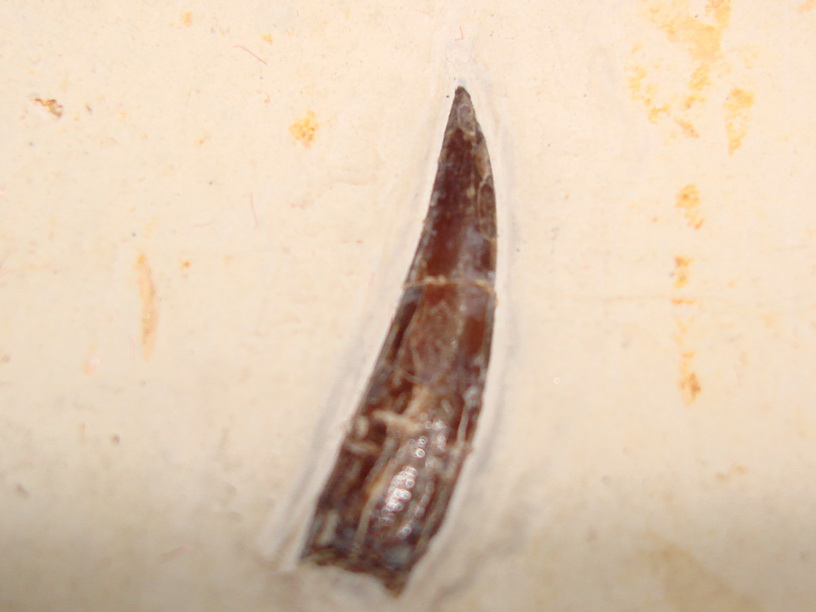 DSC07030.jpg