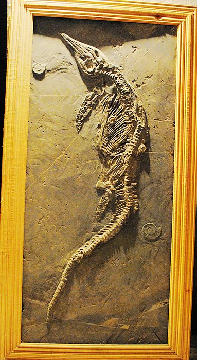 鱼龙化石105cm.jpg