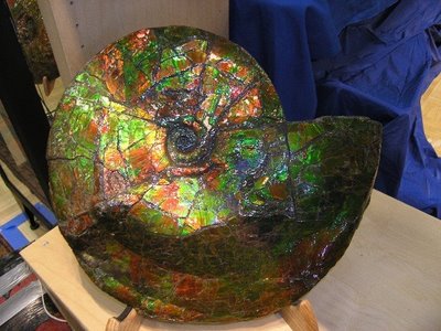 mineralized ammonite fossils_0.JPG