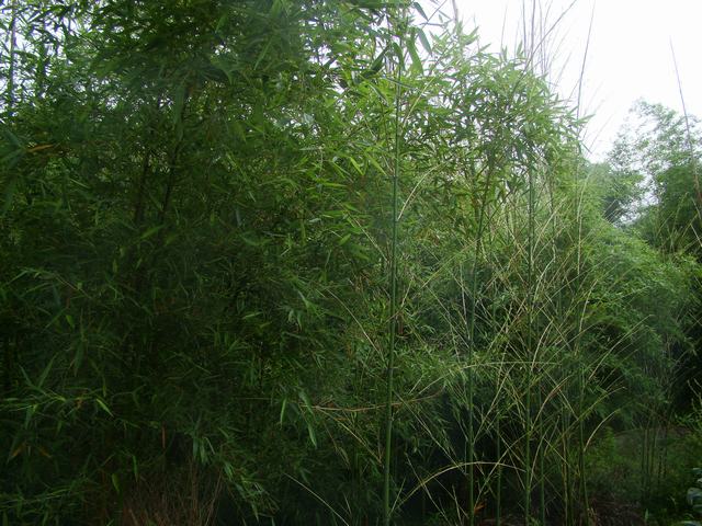 DSC06545.JPG