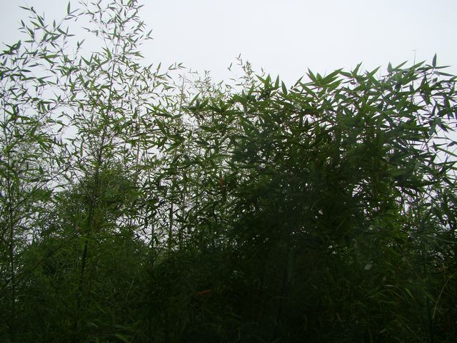 DSC06546.JPG