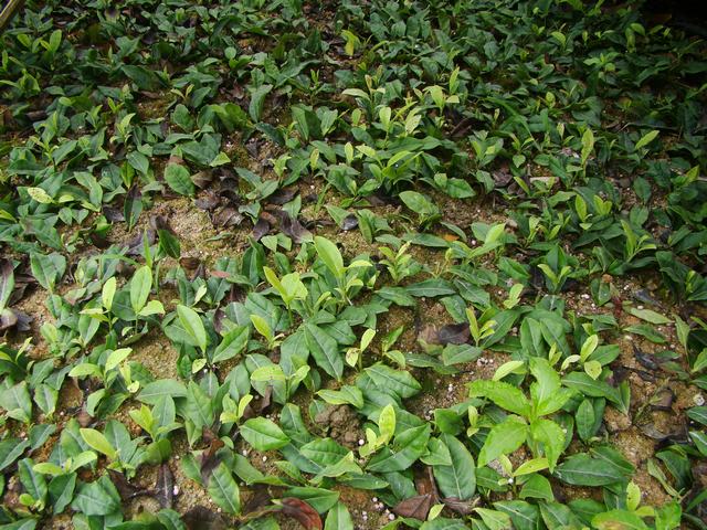 DSC06543.JPG