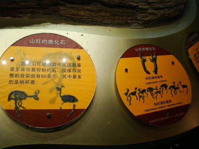 DSC07065.JPG
