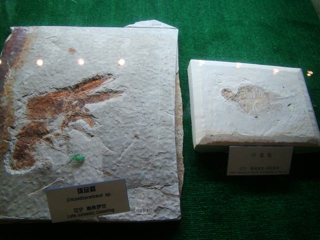 DSC07070.JPG
