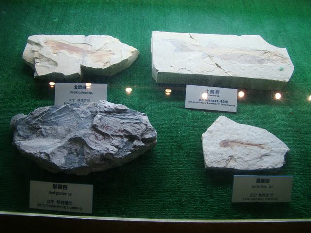 DSC07073.JPG