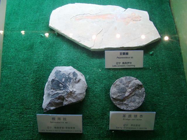 DSC07074.JPG