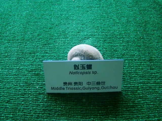DSC07086.JPG