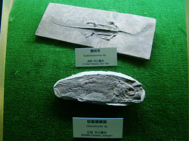 DSC07082.JPG