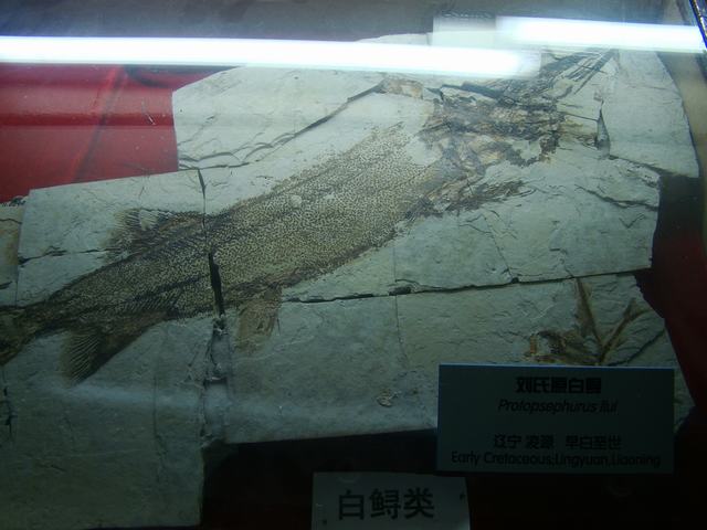 DSC07099.JPG