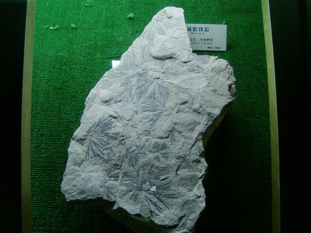 DSC07095.JPG