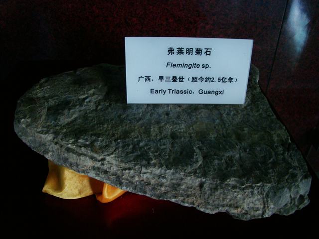 DSC07106.JPG
