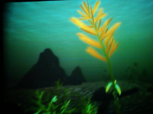 DSC07131.JPG