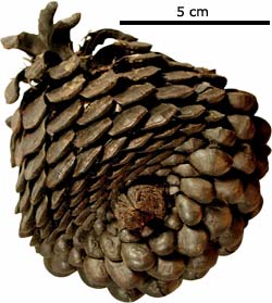 A fossil Monterey Pine cone from the Pleistocene La Brea Tar Pits, Los Angeles County..jpg