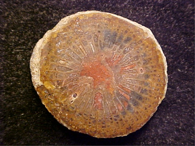 Agatized Fossil Coral.jpg