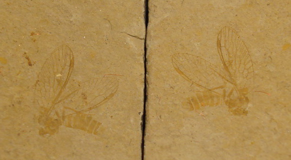 DSC07056.jpg
