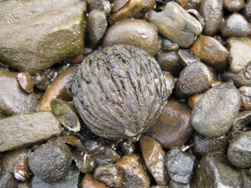 fossil walnut found in matrix from the Shoal River Formation..jpg