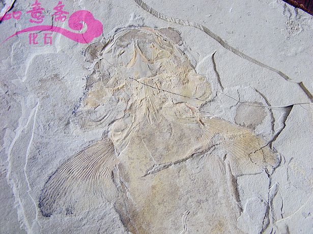 DSCF2829.jpg