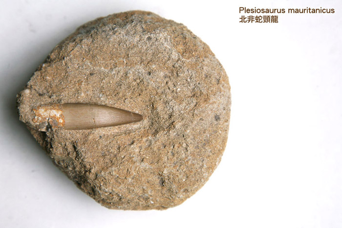 Plesiosaurus mauritanicus1-1a.jpg