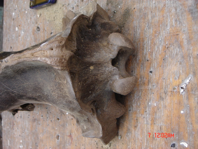 DSC01387.JPG