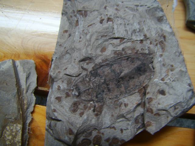 DSC08353.JPG