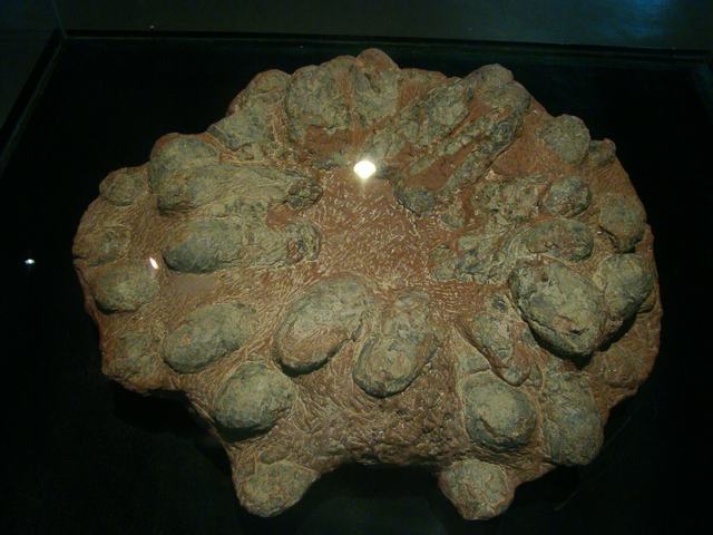DSC09043.JPG