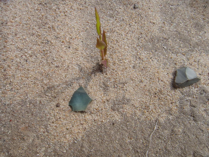 DSC01380_调整大小.JPG