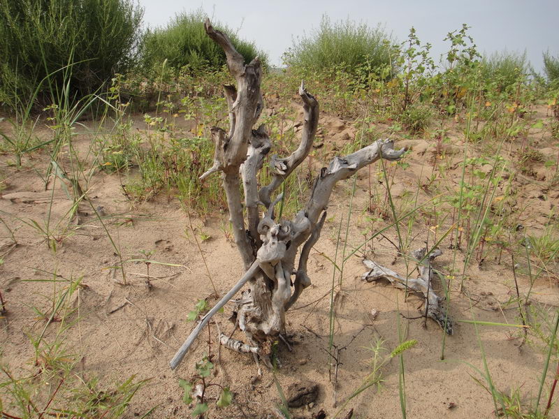 DSC01379_调整大小.JPG