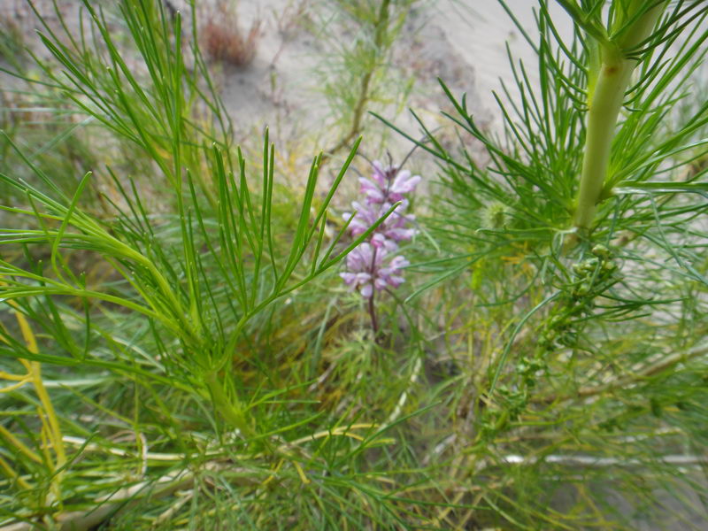 DSC01386_调整大小.JPG