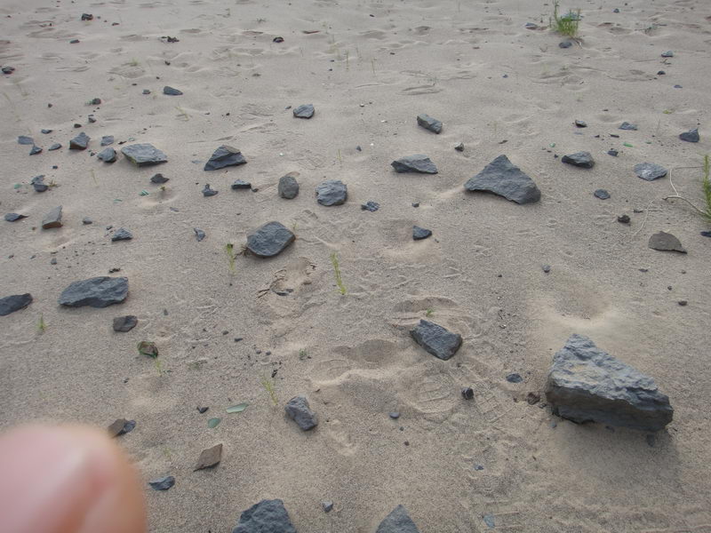 DSC01418_调整大小.JPG