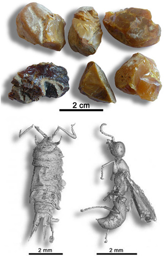 Hundreds of Dino-Era Animals in Amber Revealed by X-Ray.jpg