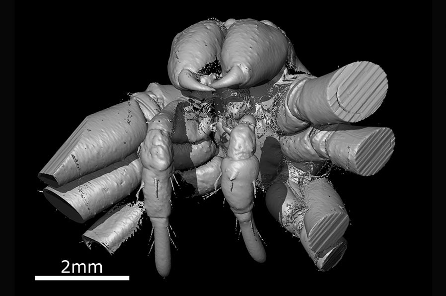 Huntsman spider, Eusprassus crassipes, preserved in amber..jpg