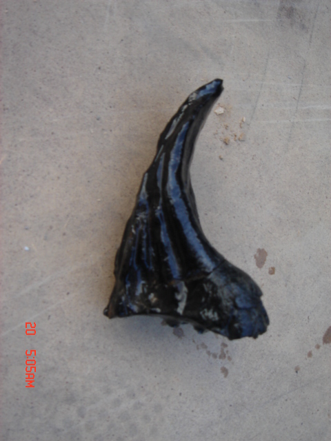 DSC01767.JPG